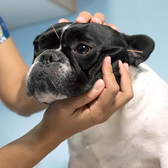 Veterinary Acupuncture, Brighton