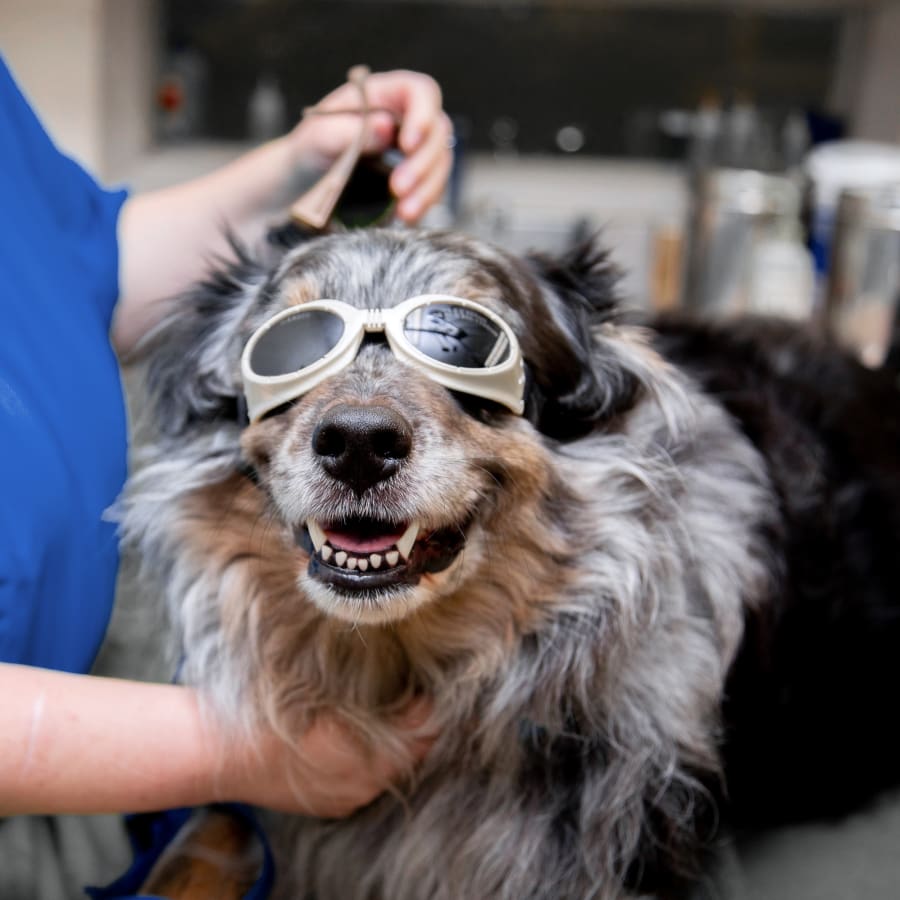 Cold Laser Therapy, Brighton Veterinarians