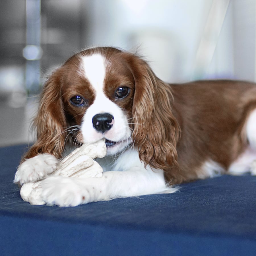 Puppies & Kittens, Brighton Veterinarians