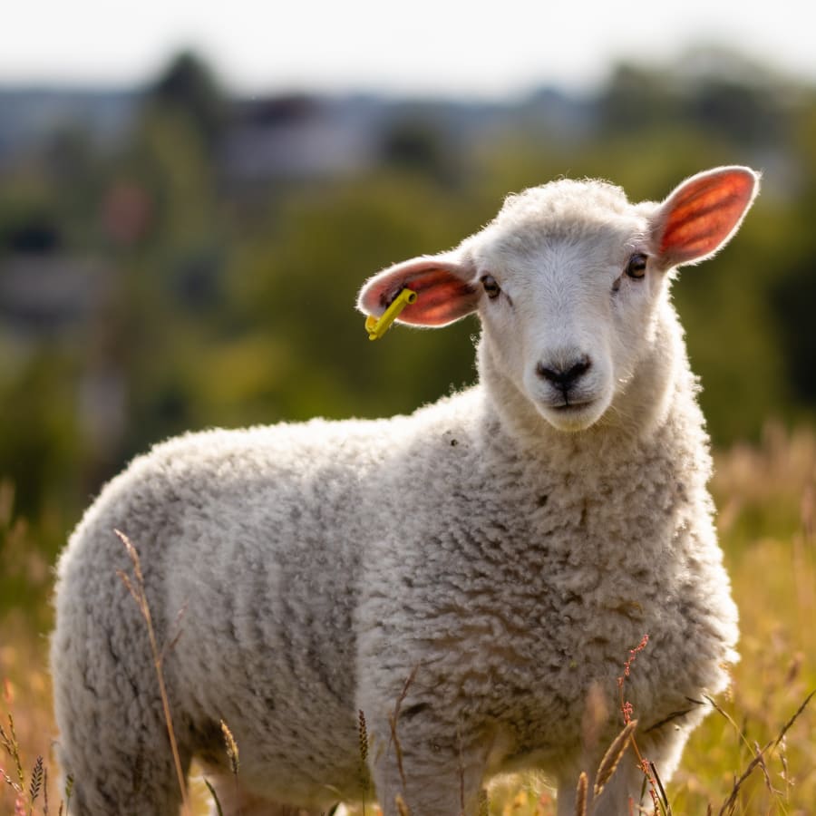Small Ruminant Veterinary Care for Sheep & Goats in Brighton